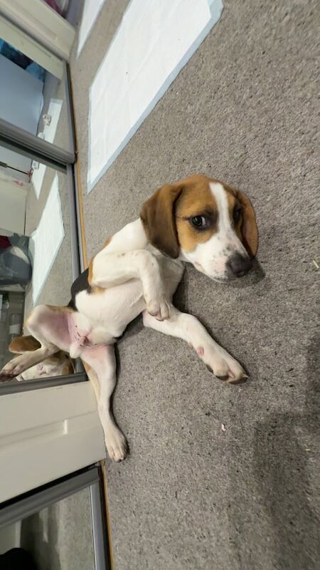 Beagle puppy for sale in Largs, Ayrshire and Arran - Image 2