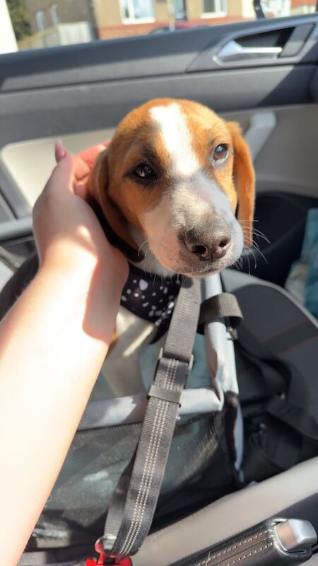 Beagle puppy for sale in Largs, Ayrshire and Arran - Image 3