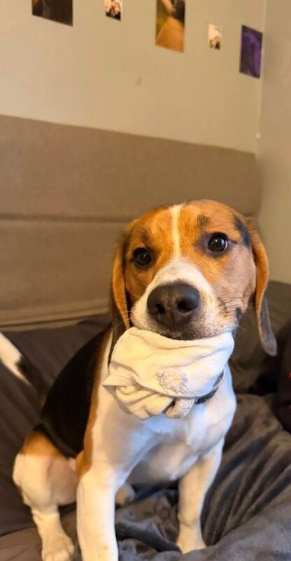 Beagle puppies for sale in Swinton, Manchester – 1 year old