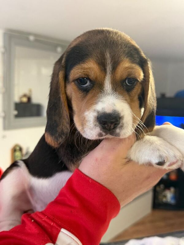 Beagle puppy