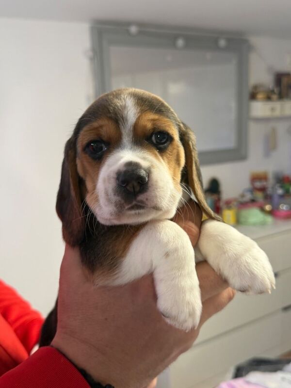 Beagle puppy - Image 2 of 4