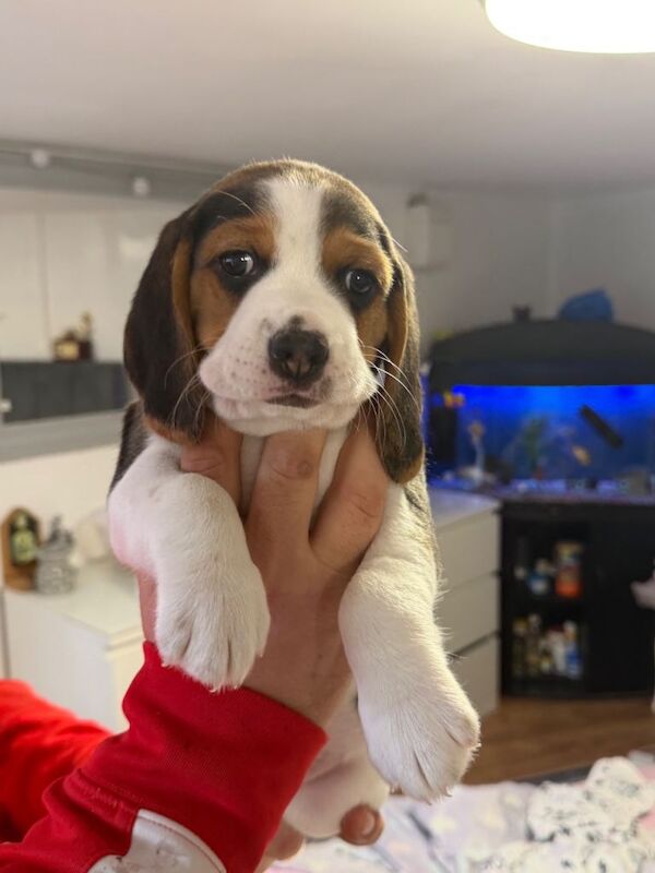 Beagle puppy - Image 3 of 4