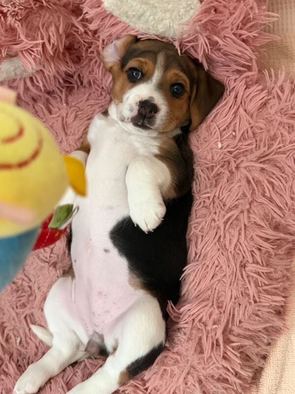 Beagle puppy - Image 4 of 4