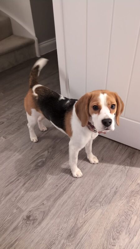 Beagle puppies for sale in Ormskirk, Lancashire – KC registered, 1 year old