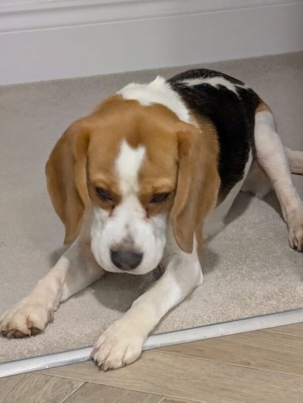 Beagle puppies for sale in Ormskirk, Lancashire – KC registered, 1 year old - Image 2 of 11