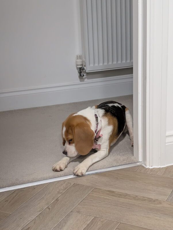 Beagle puppies for sale in Ormskirk, Lancashire – KC registered, 1 year old - Image 5 of 11
