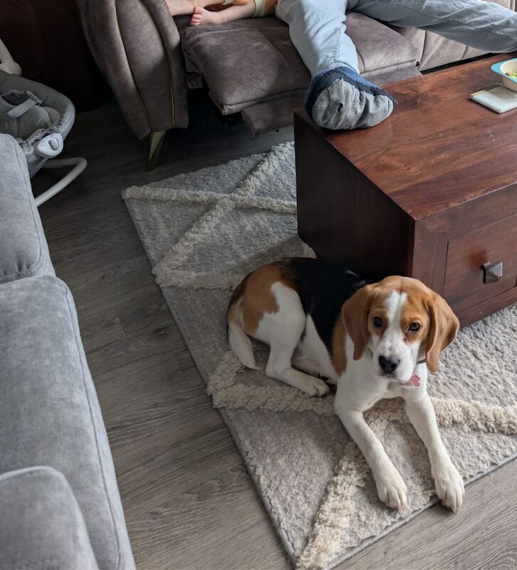 Beagle puppies for sale in Ormskirk, Lancashire – KC registered, 1 year old - Image 6 of 11