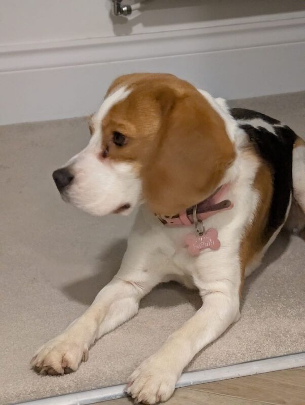 Beagle puppies for sale in Ormskirk, Lancashire – KC registered, 1 year old - Image 7 of 11