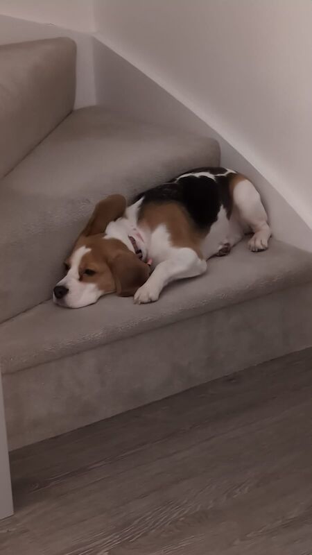 Beagle puppies for sale in Ormskirk, Lancashire – KC registered, 1 year old - Image 9 of 11