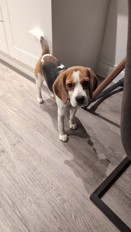 Beagle puppies for sale in Ormskirk, Lancashire – KC registered, 1 year old - Image 10 of 11