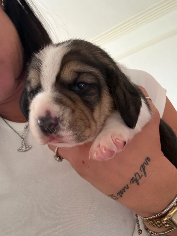 Beagle Puppies For Sale