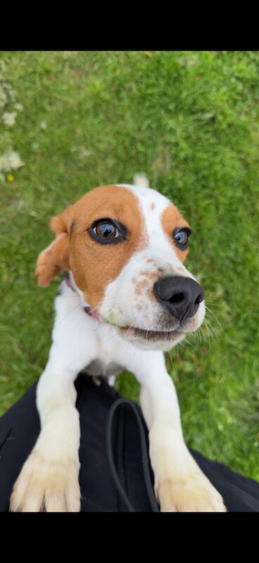 Beagle Puppies For Sale Under £1,000