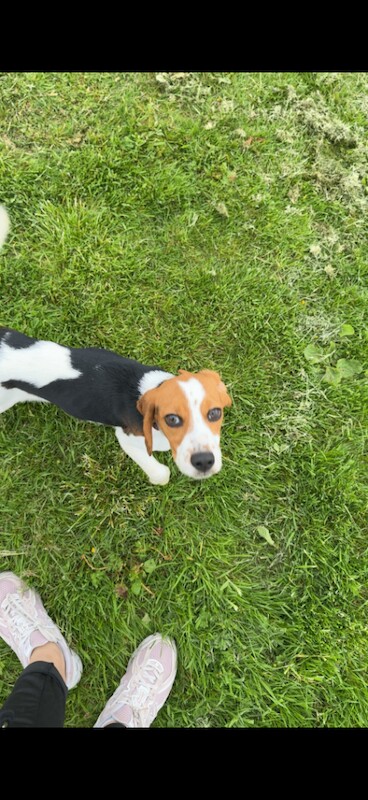 Beagle puppy looking for a loving new home - Image 2 of 4