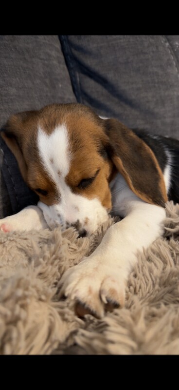 Beagle puppy looking for a loving new home - Image 3 of 4