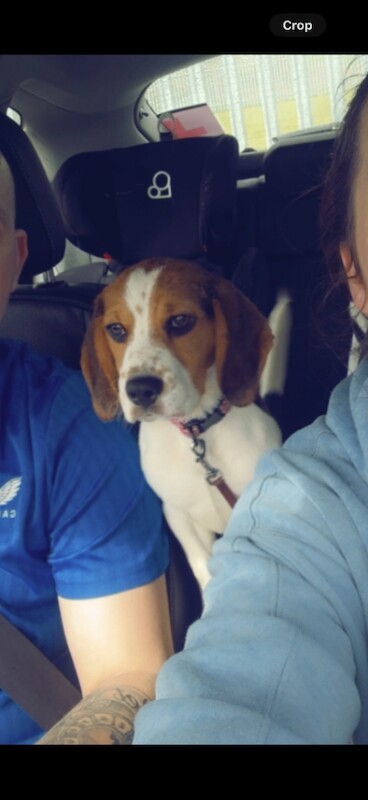 Beagle puppy looking for a loving new home - Image 4 of 4