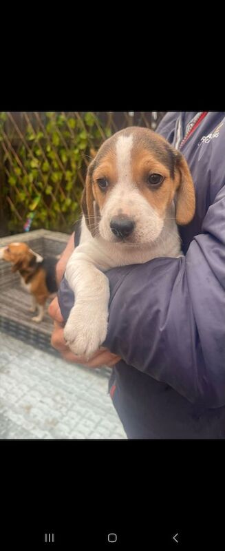 Beagle pups for sale in Gilford, County Down