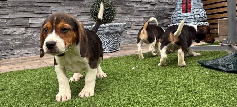 Beagle puppies for sale in Portadown, County Armagh – 11 months old - Image 2 of 3