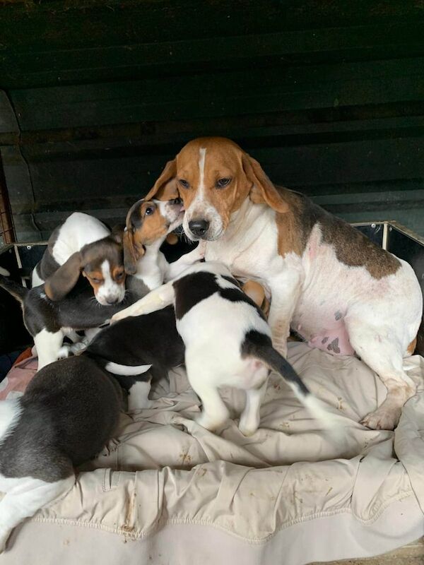 Beagle pups for sale in Tandragee, County Armagh