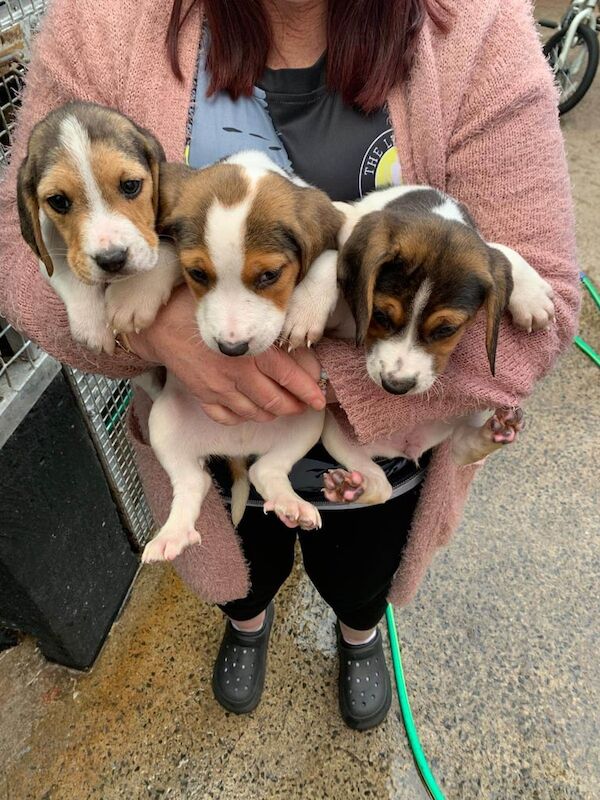 Beagle pups for sale in Tandragee, County Armagh | Image 2