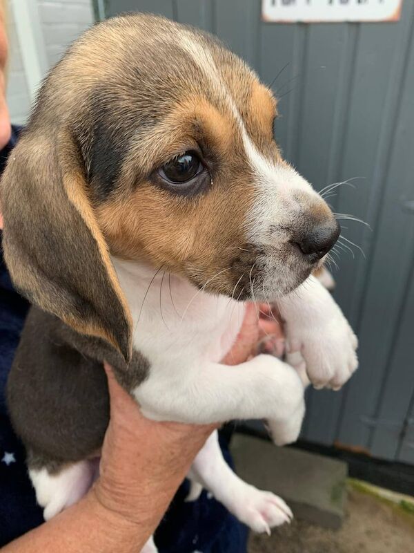 Beagle pups for sale in Tandragee, County Armagh | Image 3