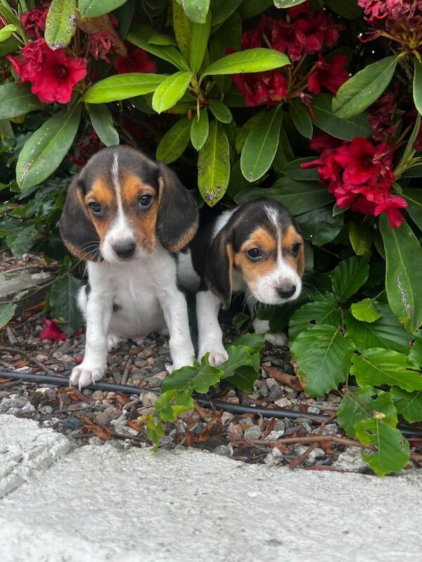 Beagle Puppies For Sale