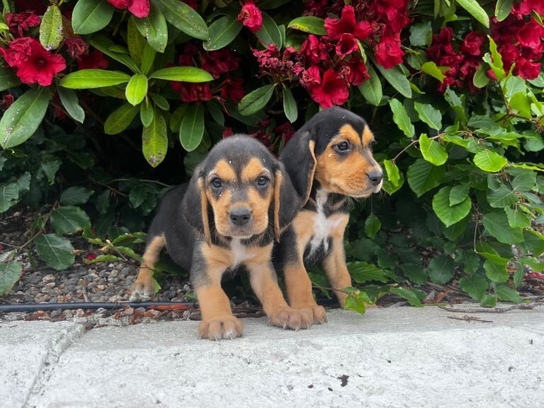 Beagle pups - Image 2 of 3