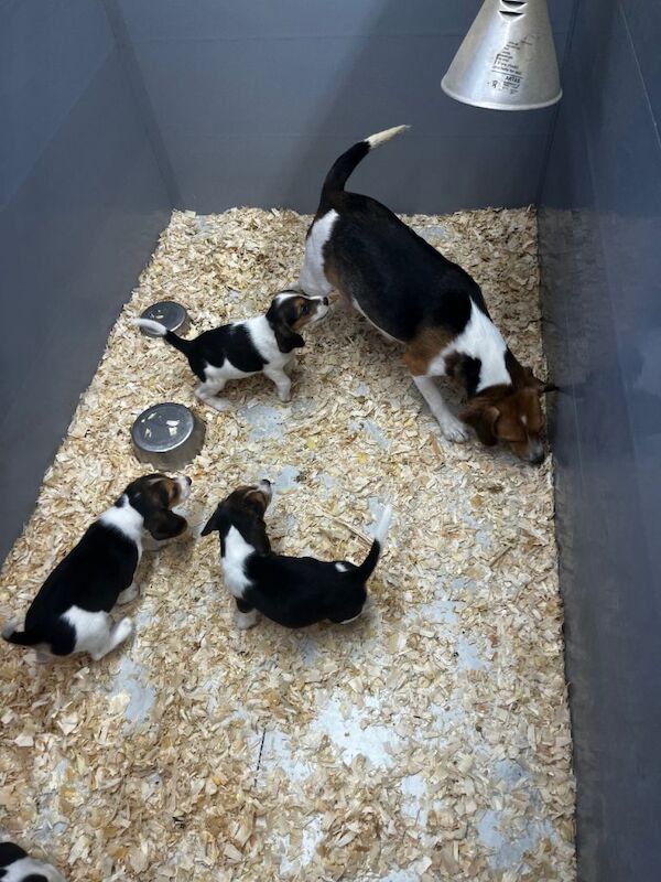 Beagle pups - Image 3 of 3