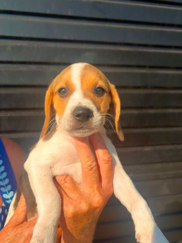 Beagle Pups