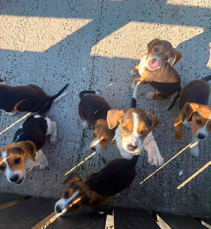 Beagle Pups - Image 2 of 6