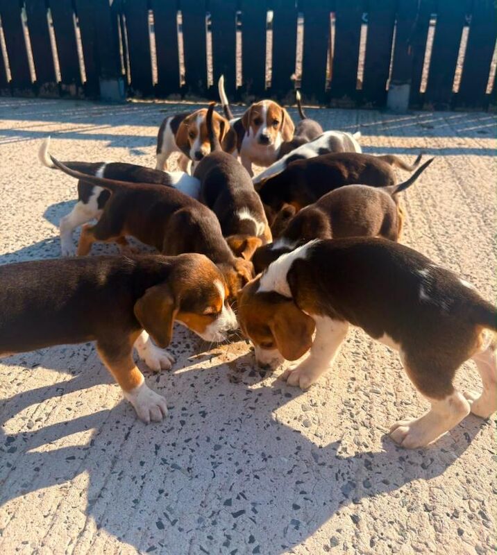 Beagle Pups - Image 3 of 6