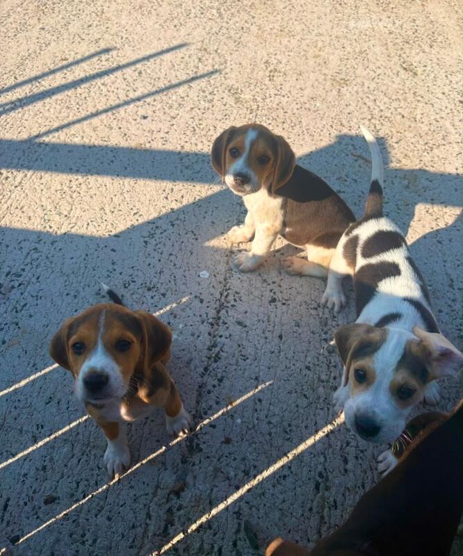 Beagle Pups - Image 4 of 6
