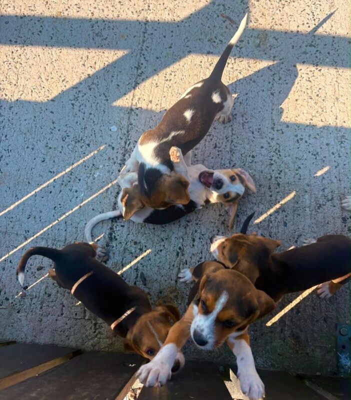 Beagle Pups - Image 5 of 6