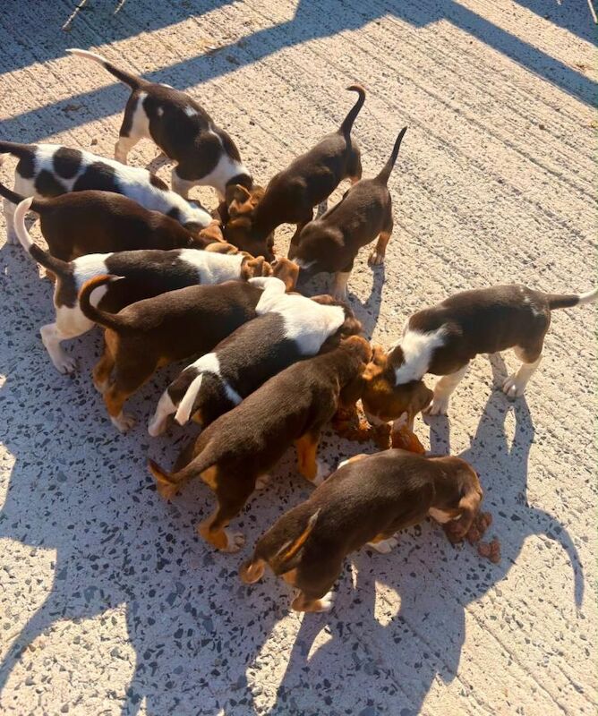 Beagle Pups - Image 6 of 6