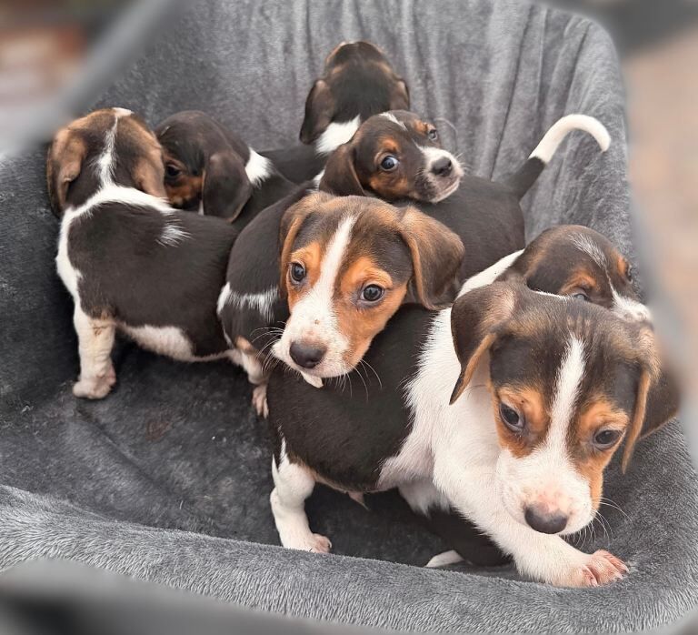 Beagle Puppies For Sale Under £1,000