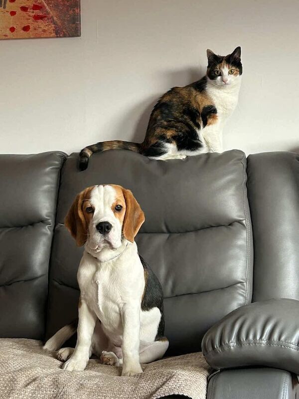 Beagle. Quality Tri Colour KC Reg Beagle for sale. for sale in Langbank, Renfrewshire
