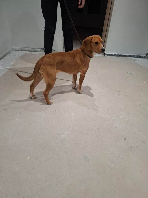 Beagle puppies for sale in Portadown, County Armagh – 1 year old