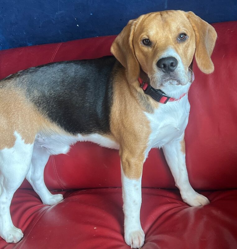Beagle Stud for sale in Glasgow, City of Glasgow