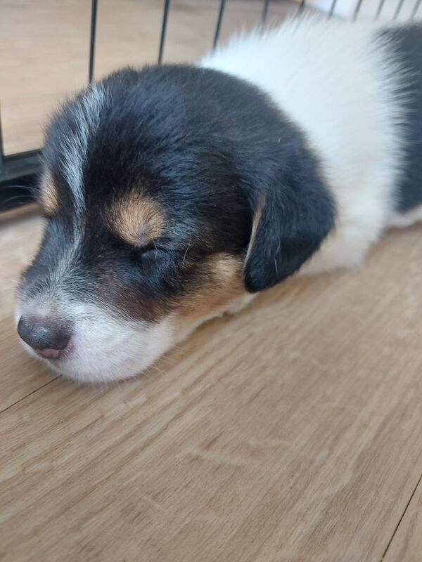 Beagle puppies for sale in Towcester, Northamptonshire – 4 weeks old - Image 1 of 12