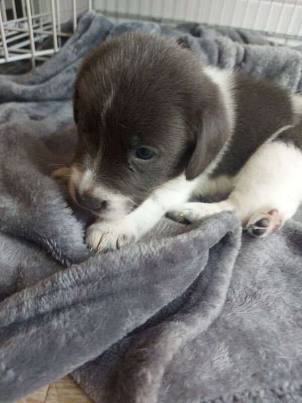 Beagle puppies for sale in Towcester, Northamptonshire – 4 weeks old - Image 2 of 12