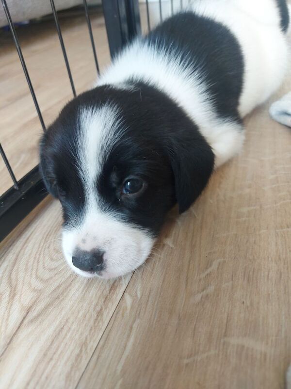 Beagle puppies for sale in Towcester, Northamptonshire – 4 weeks old - Image 3 of 12