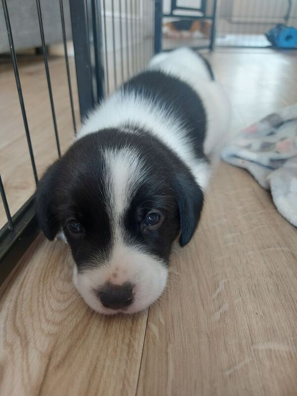 Beagle puppies for sale in Towcester, Northamptonshire – 4 weeks old - Image 4 of 12