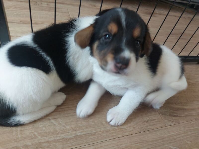 Beagle puppies for sale in Towcester, Northamptonshire – 4 weeks old - Image 5 of 12