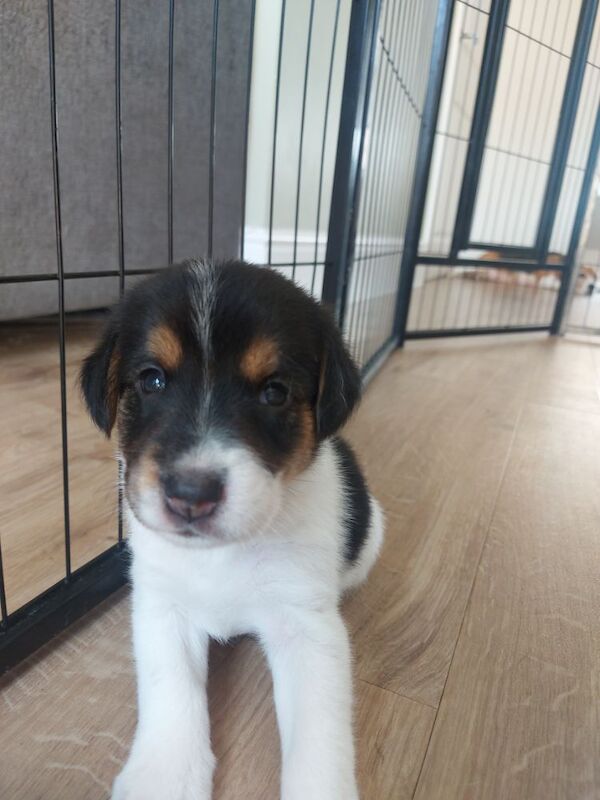 Beagle puppies for sale in Towcester, Northamptonshire – 4 weeks old - Image 6 of 12
