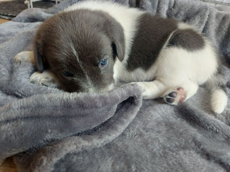 Beagle puppies for sale in Towcester, Northamptonshire – 4 weeks old - Image 7 of 12
