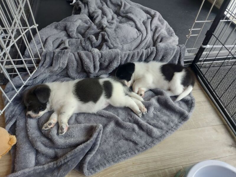 Beagle puppies for sale in Towcester, Northamptonshire – 4 weeks old - Image 8 of 12