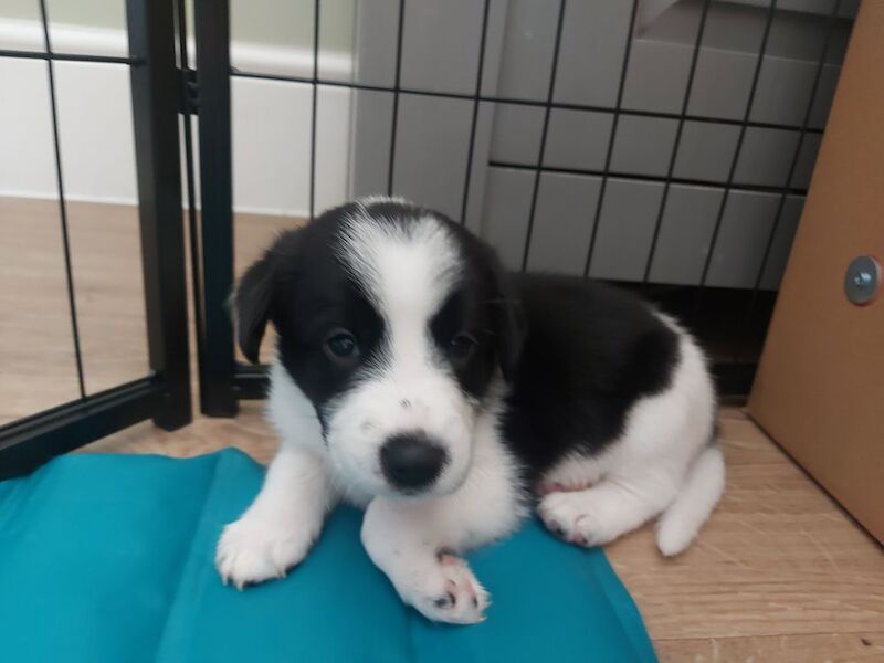 Beagle puppies for sale in Towcester, Northamptonshire – 4 weeks old - Image 9 of 12