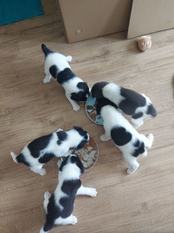 Beagle puppies for sale in Towcester, Northamptonshire – 4 weeks old - Image 10 of 12