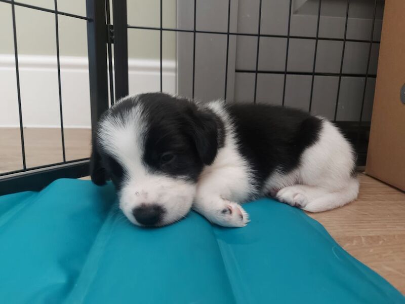 Beagle puppies for sale in Towcester, Northamptonshire – 4 weeks old - Image 11 of 12