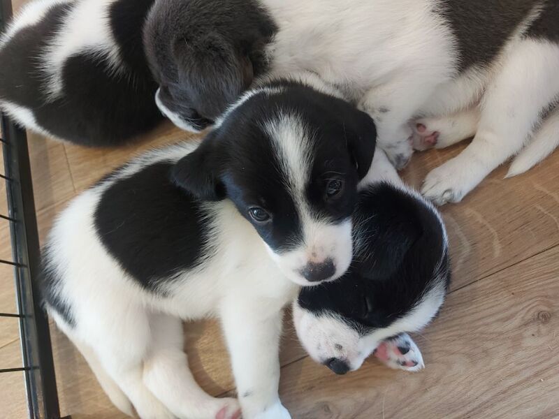 Beagle puppies for sale in Towcester, Northamptonshire – 4 weeks old - Image 12 of 12
