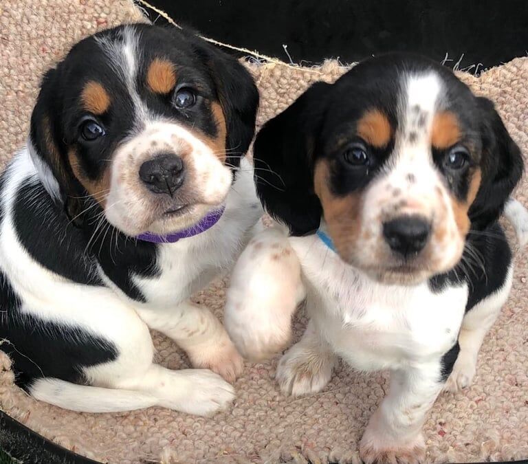 Beagle x Cocker Spaniel for sale in Wisbech, Cambridgeshire